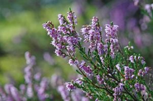 A close-up view of delicate purple heather flowers in full bloom, set against a blurred green background.