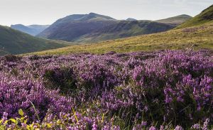 A scenic view of rolling hills covered in blooming purple heather, with mountains in the background under a soft sky.