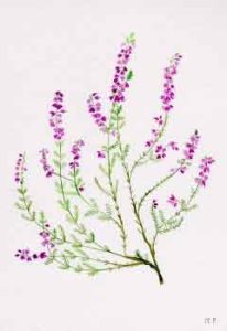 A delicate botanical illustration of Lyngblomsten flowers with purple blossoms and green stems on a white background.