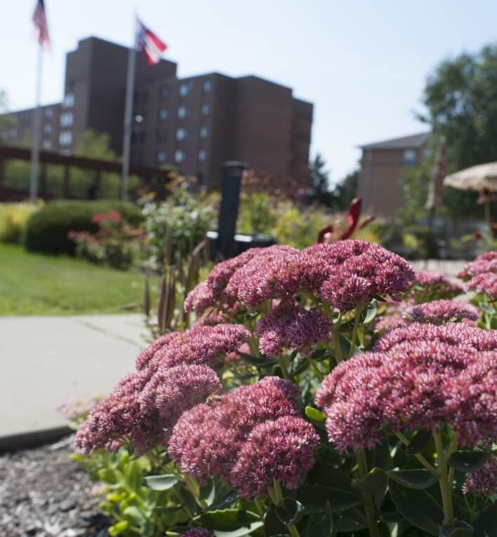 Close-up of purple flowers in the garden with senior housing in the background